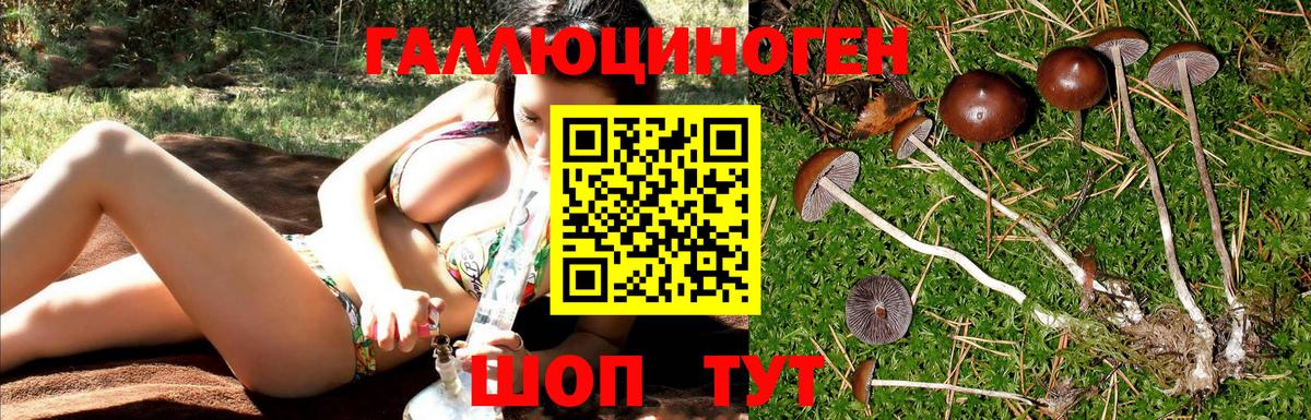 Псилоцибиновые грибы Cubensis Грозный