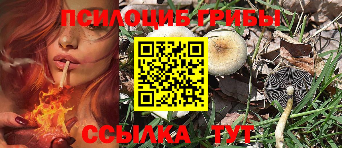 магазин продажи наркотиков  Вход с VPN  Грозный  Псилоцибиновые грибы MAGIC MUSHROOMS 